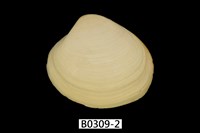 藏品(日本黃文蛤)的圖片